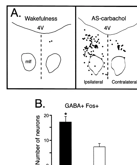 Fig. 3. Distribution of Fos1 and GABA1 neurons in the DRN. (A) Thisphotomicrograph illustrates Fos immunostaining with Pyronin-Y counters-taining in the ventromedial region of the DRN during AS-carbachol.c-fos-expressing neurons were mainly distributed in 