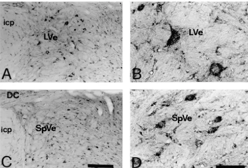 Fig. 2. Photomicrographs showing the immunoreactivity for NR2A/B in the vestibular nuclei