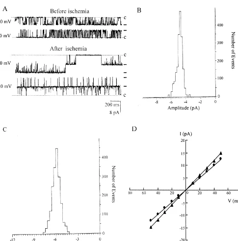 Fig. 1. Comparisons of conductance and open probability (P ) of BKchannels in CA1 neurons before and after ischemia