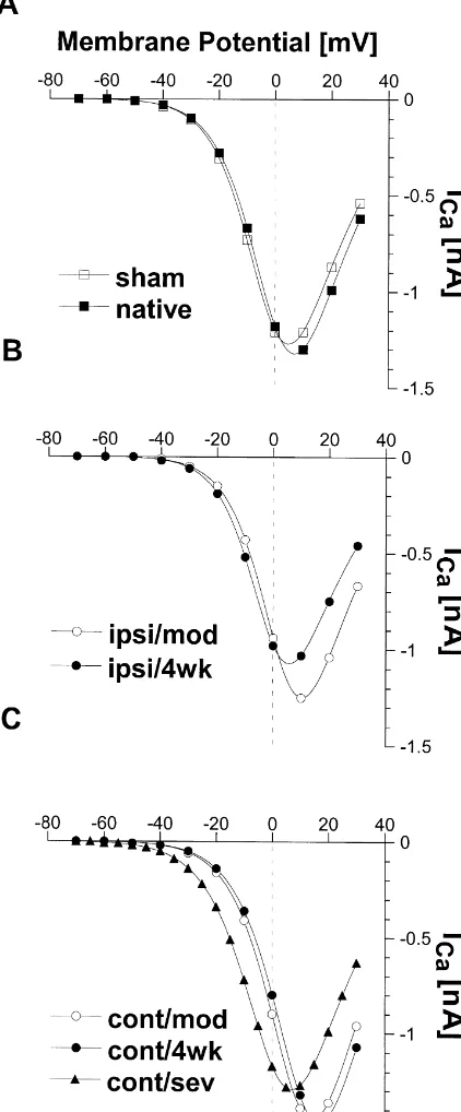 Fig. 3. IVappropriate inactivation factor derived from Eq. (3) at holding potential(animals