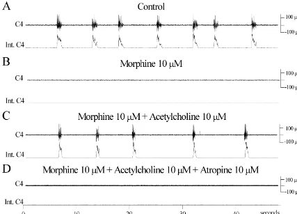 Fig. 1. The effects of acetylcholine on the morphine-induced respiratory depression. (A) C4 activity (upper traces) and integrated C4 activity (lower traces)recorded from the in vitro preparation in standard solution