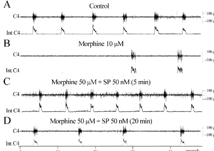 Fig. 2. The effects of substance P on the morphine-induced respiratory depression. (A) C4 activity (upper traces) and integrated C4 activity (lower traces)recorded from the in vitro preparation in standard solution
