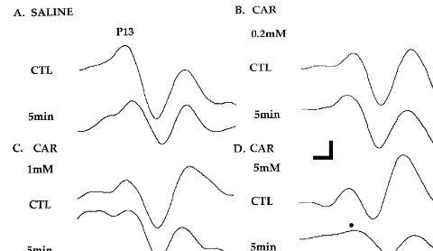 Fig. 1. Effects of injections of various concentrations of CAR into thePPN on the amplitude of the vertex-recorded P13 potential