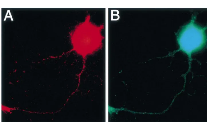 Fig. 1. Double immunoﬂuorescence of substance P and CGRP in the cultured DRG neuron. (A) Immunoﬂuorescence using antibody for substance Pvisualized by rhodamine
