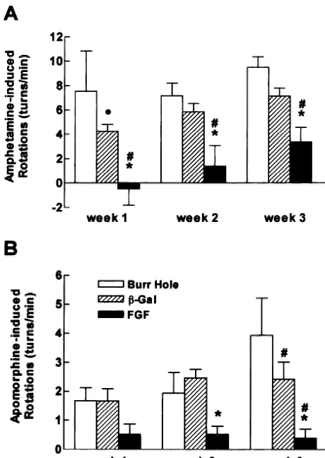 Fig. 1. (A) Amphetamine-induced rotation was signiﬁcantly lower in theFGF-2-ﬁbroblast group than in either the burr hole group or thedifferent from the b-gal-ﬁbroblast group at each week of testing