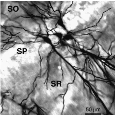 Table 1Dendritic spine densities (number/10