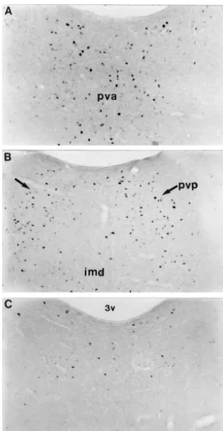 Fig. 1. Induction of the cof rats exposed to chronic-intermittent hypoxia. The paraventricular thalamic nucleus from a typical control rat exhibits relatively few Fos-positive neurons(C)