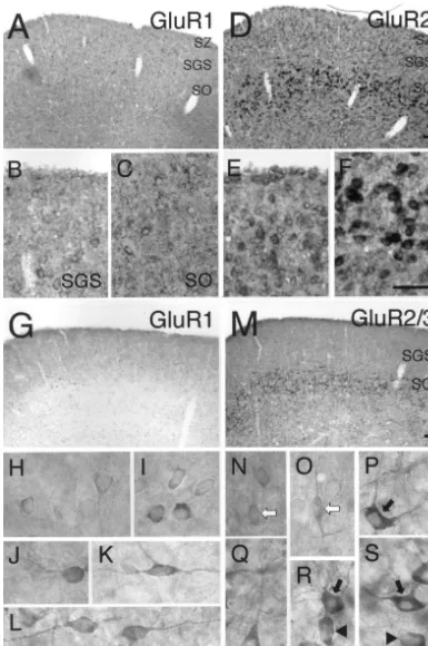 Fig. 1. Distributions (A–F) of GluR1 and GluR2 mRNA-expressing neurons and morphological characterization (G–S) of GluR1- and GluR2/3-immunoreactive neurons in the superﬁcial partition of the rat SC