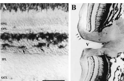 Fig. 2. RT97 labeling in the retina (A) and optic nerve head (B) of control tench. (A) RT97 positive horizontal cells in the inner nuclear layer (INL).Somata and several processes (arrows) were stained