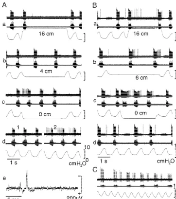 Fig. 2. Firing pattern of Igtracheal pressure (bottom). These inspiratory neurons are hardly activated by lung inﬂation (Aa,Ba) but consistently activated at lung collapse toatmospheric pressure (Ac,Bc)