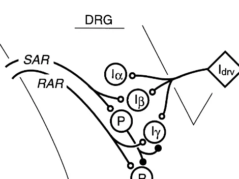 Fig. 7. Schematic representation of the results. P, P-cell; R, RAR-cell;Idrv, inspiratory drive to DRG inspiratory neurons