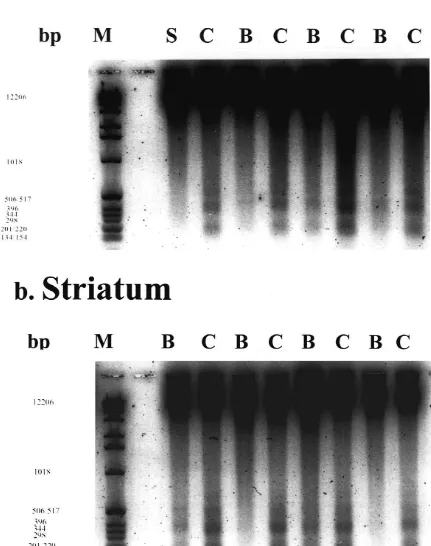 Fig. 5. Bay x 3702 prevents DNA fragmentation in the hippocampus (a) and striatum (b) after transient forebrain ischemia