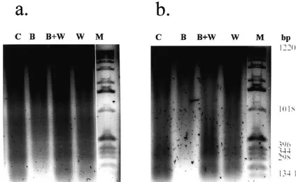 Fig. 6. WAY 100635 blocks the effect of Bay x 3702 on DNA fragmentation in the hippocampus (a) and striatum (b) 4 days after transient global ischemia.0.88 mg (a) and 0.64 mg (b) DNA per lane were added to a 1.5% agarose gel