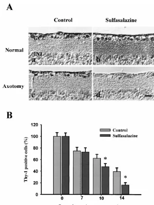 Fig. 5. (A) Immunohistochemistry for Thy-1 positive ganglion cells in the retina. (a) Normal retina; (b) sulfasalazine injected normal retina; (c) axotomizedretina; and (d) axotomized retina with the treatment of sulfasalazine