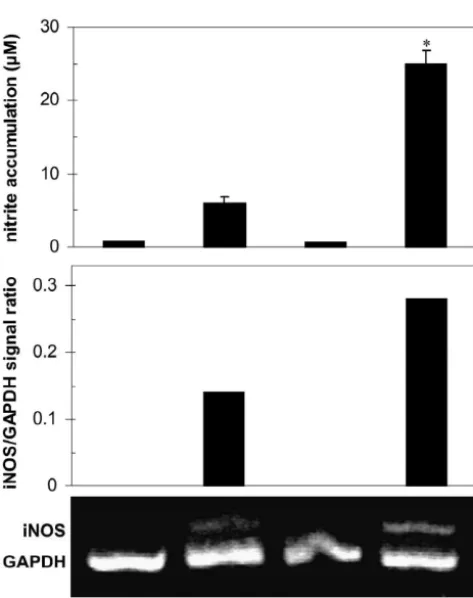 Fig. 4. MDP stimulates NO production and iNOS mRNA expression inIL-1-treated astrocytes