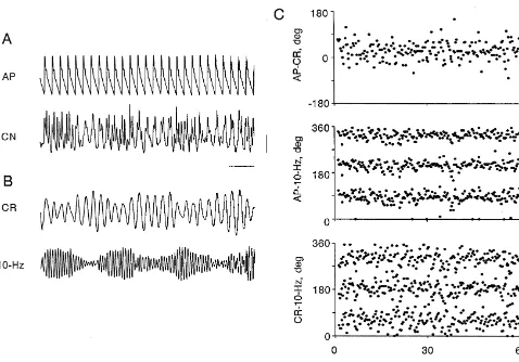 Fig. 1. Methods of data analysis. (A) Original records of arterial pulse (AP) and discharges of the left inferior cardiac postganglionic sympathetic nerve(CN).Vertical calibration is 100twice to give two digitally ﬁltered records (see text), one for cardia