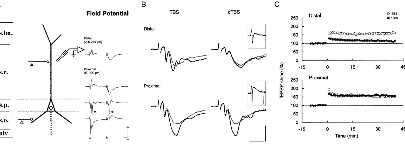 Fig. 2. Reduction of LTP at the distal site due to the conditioning stimulation. (A) Field excitatory postsynaptic potentials (fEPSPs) recorded from the stratum radiatum (s.r.; distal and proximal sites),stratum pyramidale (s.p.) and stratum oriens (s.o.) 