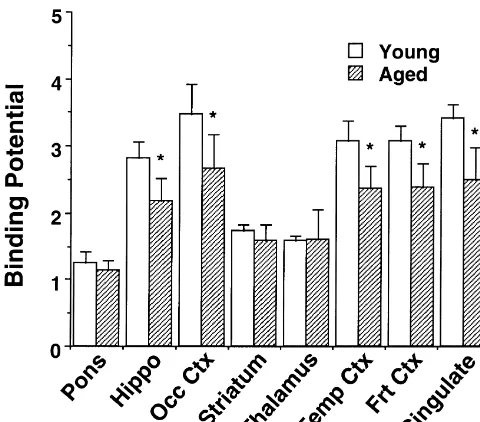Fig. 5. Age-related changes in [ C]MDL100,907 binding to 5-HT11receptors in the conscious monkey brain