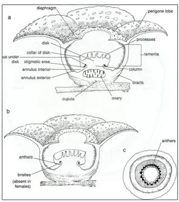 Gambar  2.21: Struktur Bunga Rafflesia   Sumber: Nais 2001 