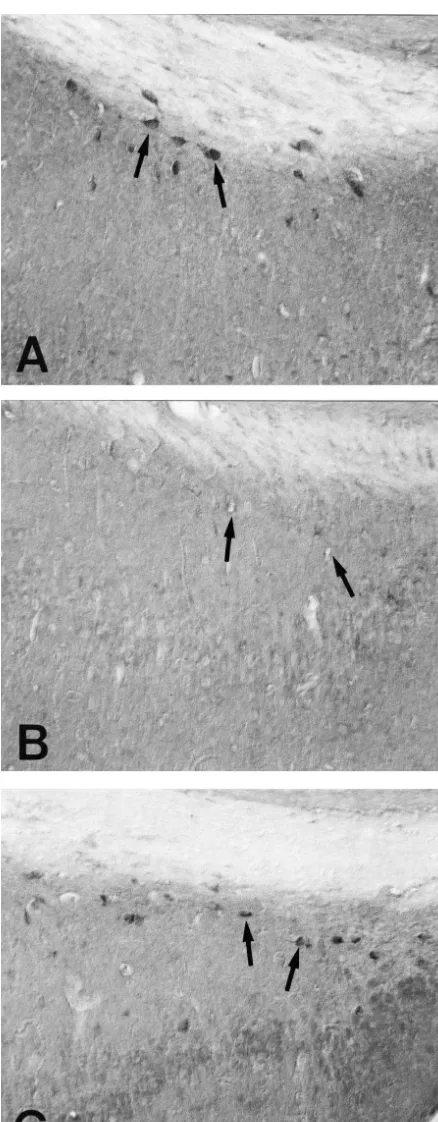 Fig. 2. Showing coronal sections of the subiculum of SR (A) and SSgerbils (B and C). Similar to the dentate gyrus, At 12 h postictal, thenumber of SRIF1cells (arrows) is signiﬁcantly declined due to the loss ofSRIF immunoreactivity in the neurons (B)