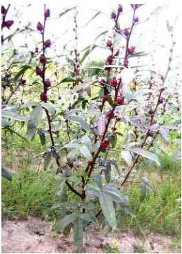 Gambar 1. Tumbuhan Rosela (Hibiscus sabdariffa L.) 