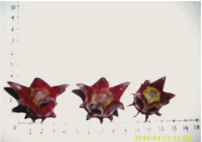 Gambar 2. Kelopak Bunga Rosela 