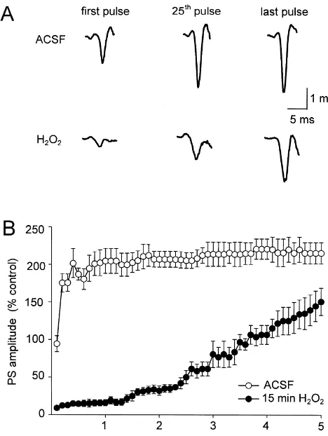 Fig. 5. Evoked [Ca21]decreases during pulse train stimulation in the presence and absence of H O 