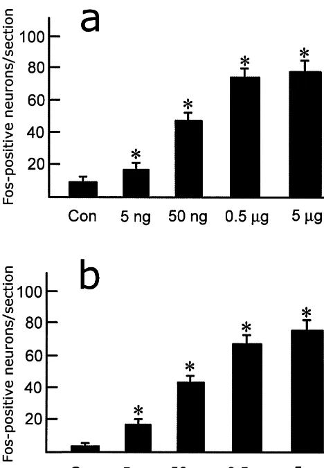 Fig. 3. Cell counts of Fos-positive neurons induced by intracerebroven-tricular injection of different doses of senktide (5 ng, 50 ng, 0.5m mg and 5g) in the paraventricular hypothalamic nucleus (a) and principal part ofthe supraoptic nucleus (b)