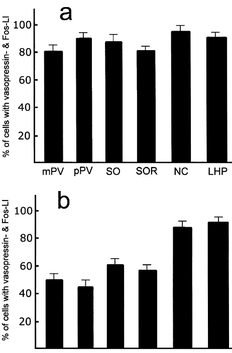 Fig. 5. Percentages of Fos/vasopressin double-labeled neurons fromvasopressin-labeled (a) and in Fos-labeled neurons (b) in the magnocellu-lar part (mPV) and parvicellular part (pPV) of the paraventricularhypothalamic nucleus, principal part (SO) and retro