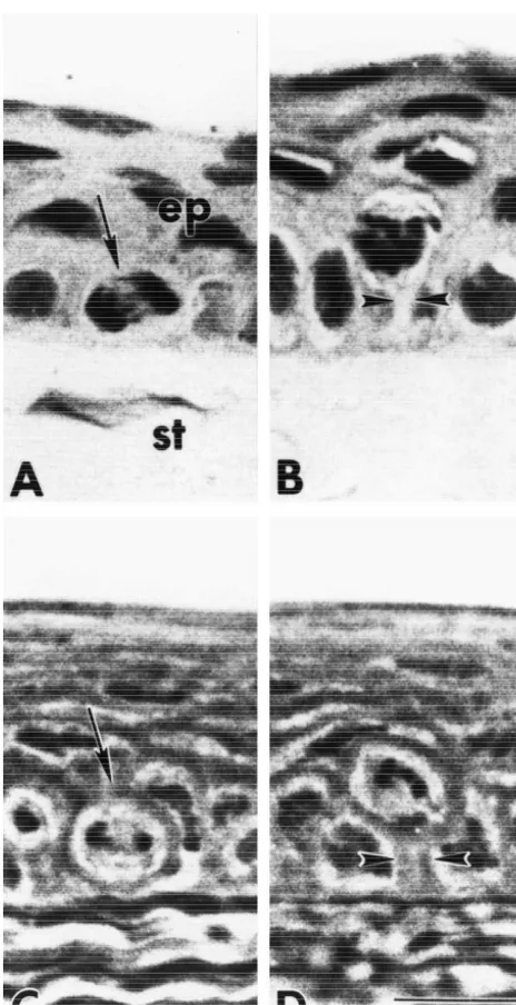 Fig. 1. Photomicrographs of the corneal epithelium in uninjured animalsdemonstrating mitotic cells in the basal (arrow) (A) and suprabasal (B)layers of parafﬁn sections, and the basal (C) and suprabasal layers (D) of1 mm plastic sections