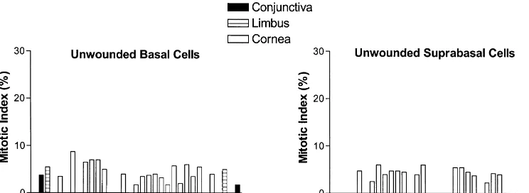 Fig. 2. Histogram of the mean mitotic index of basal and suprabasal epithelial cells occupying the ocular surface of unwounded rats; standard errors are notincluded on the graphs because they were minimal
