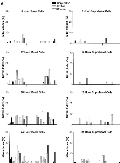 Fig. 4. (A–C) Histogram of the mean mitotic index of basal and suprabasal epithelial cells occupying the ocular surface of the rat following a 3 mmabrasion of the central region of corneal epithelium (denoted by tick marks); animals received colchicine 6 h