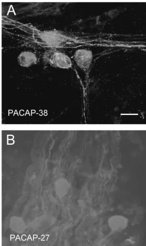Fig. 1. PACAP immunoreactivity in the mudpuppy cardiac ganglion. Whole mount preparations containing the cardiac ganglion were labeled withantibodies to either PACAP-38 (at a concentration of 1:500) or to PACAP-27 (at a concentration of 1:100)