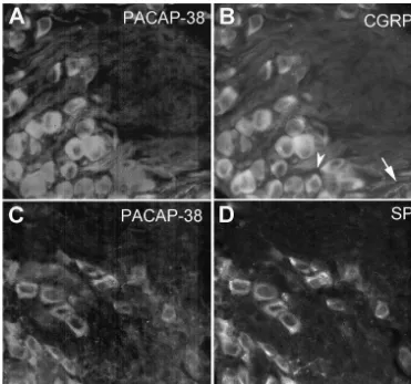 Fig. 5. Co-localization of PACAP with SP and CGRP in dorsal root ganglion neurons. Sections (16 mm) of dorsal root ganglia from high thoracic regionswere stained with the antibody to PACAP-38 (1:800) and either SP (1:800) or CGRP (1:800)