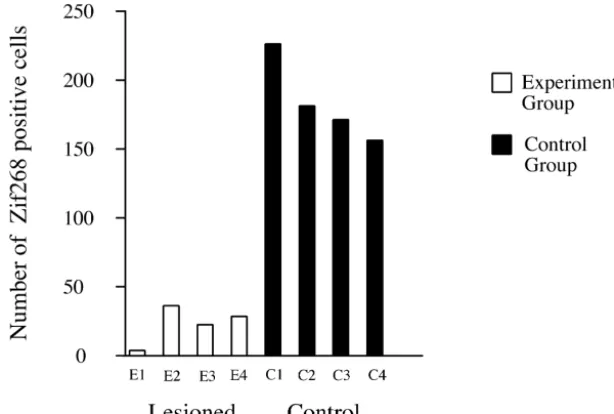 Fig. 3. Histograms representing cell counts (n58; 4 control and 4 lesioned) performed in individual animals, in a region selected from cortical layer IV.Note the pronounced difference between controls (black columns), which were injected with saline soluti