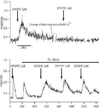 Fig. 7. The stimulatory effect of DPDPE was attributed to extracellular Ca21entry. (A) After removal the Ca21from bath solution, DPDPE (1 mM) hardlytriggered ﬂuorescence increase anymore (10% from 40 cells tested)