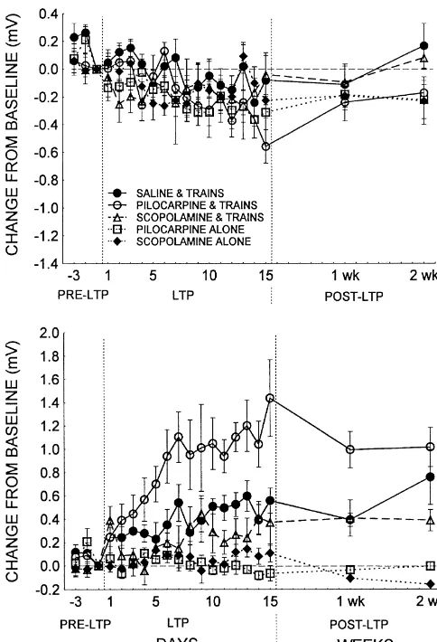 Fig. 3. Representative sweeps taken pre- and post-LTP induction forgroups that received pilocarpine and low-intensity trains (Top) orpilocarpine alone (Bottom)