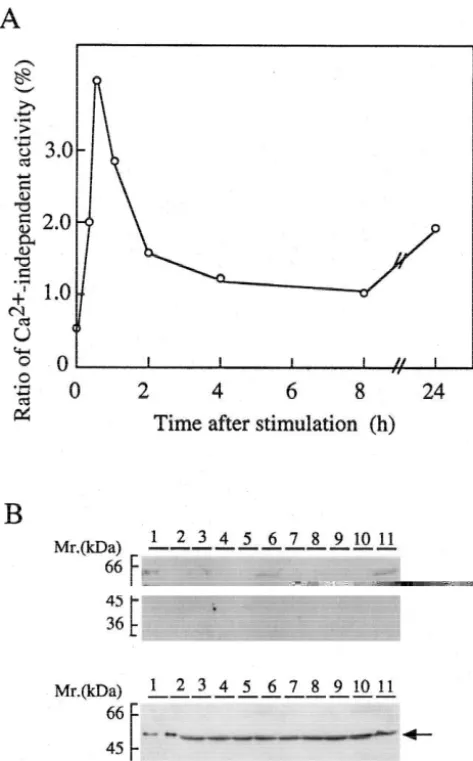 Fig. 4. Appearance of Ca1dishes and extracted at the times indicated. (A) Time course of appear-SDS–PAGE, and then immunoblotting as described under Materials andmethods
