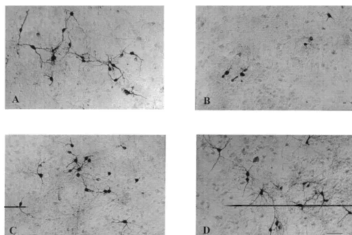 Fig. 3. Effects of EUK-134 on MPP -induced alterations of THir neurons. Cultures were treated with 0.51 mM EUK-134 or control medium 48 h prior to 1h exposure to 10 mM MPP 
