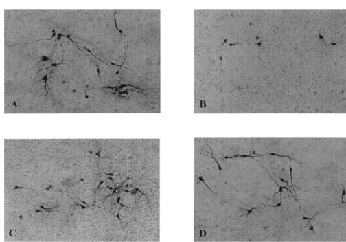 Fig. 4. Effects of EUK-134 on 6-OHDA-induced alterations of THir neurons. Cultures were treated with 0.5 m1 h exposure to 30M EUK-134 or control medium 48 h prior to mM 6-OHDA