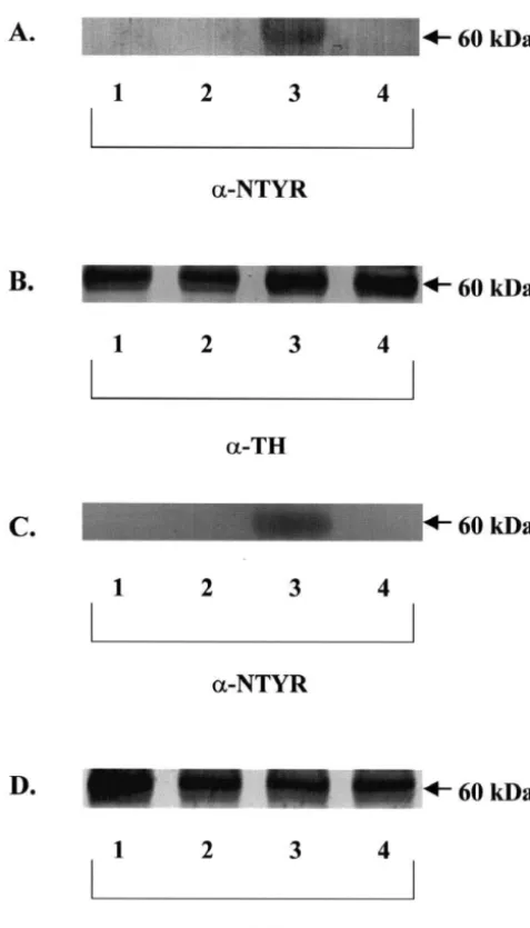 Fig. 5. Effects of EUK-134 on MPP - and 6-OHDA-induced TH1nitration. Cultures were treated with 0.5 mM EUK-134 or control media48 h prior to exposure to neurotoxins