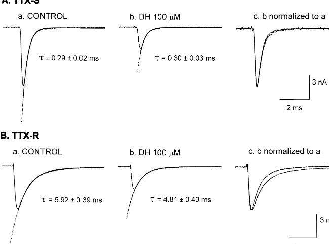 Fig. 4. Effects of diphenhydramine on the time course of TTX-S (A) and TTX-R (B) sodium current inactivation