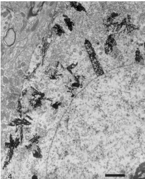 Fig. 4. HRP-labelled soma of an NA neuron at 500 day after VHA.Astroglial ensheathment is not evident