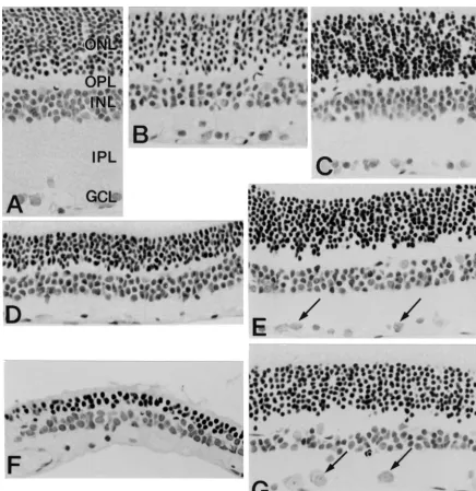 Fig. 1. Morpholgical features of the rat retina taken from different experimental conditions