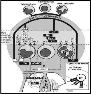 Gambar 2. Sebuah model penyakit endodontik terkait dengan faktor-faktor virulensi Enterococcus faecalis yang menunjukkan patogenesis Enterococcus faecalis pada infeksi saluran akar.Faktor-faktor virulensi dari Enterococcus faecalis dalam tubulus dentin dan saluran akar yang dilepas menuju daerah periradikular sehingga merangsang leukosit untuk menghasilkan mediator inflamasi atau enzim litik.Sebagian bakteri tersebut juga dapat berpindah ke lesi periradikular.Faktor-faktor virulensi yang merugikan dan produk leukosit ditampilkan pada zona antara garis potong.Nama  dalamkotak hitam adalah produk dari bakteri.20 Universitas Sumatera Utara