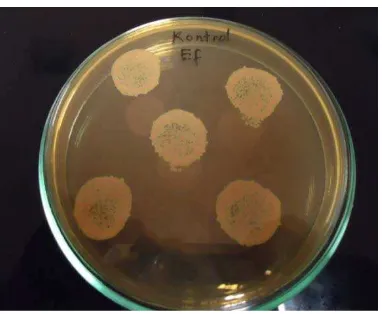 Gambar 12. Kontrol negatif bakteri E.faecalis 