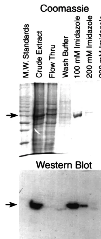 Fig. 1. binfected cells. The amino terminal 457 residues of theSpIIS1 1–457 is expressed as a fusion protein in baculoviral- bSpIIS1 proteinwere expressed in a baculovirus system as described in Materials andMethods