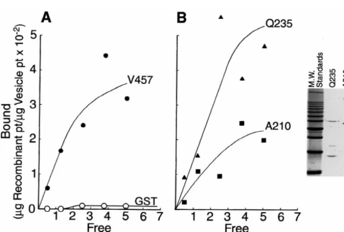 Table 1Binding afﬁnity and maximal binding capacity of synaptic vesicle —