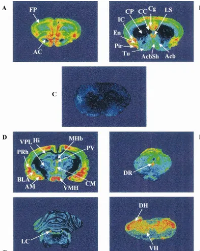 Fig. 1. Distribution of [3H]nociceptin binding sites in the brain (A, B, D, E, F) and in the spinal cord of the rat (G)