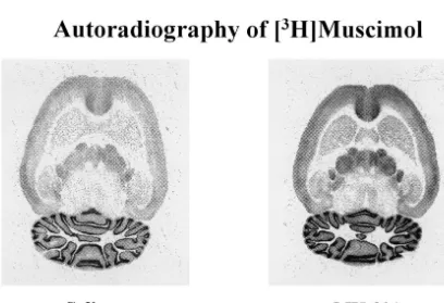 Fig. 1. Representative autoradiograms of [ H]muscimol binding in horizontal rat brain sections